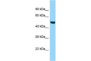 Western Blotting (WB) image for anti-Acyl-CoA Synthetase Bubblegum Family Member 1 (ACSBG1) (C-Term) antibody (ABIN2788582) (ACSBG1 Antikörper  (C-Term))