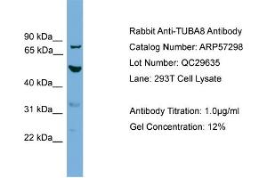 WB Suggested Anti-TUBA8  Antibody Titration: 0. (TUBA8 Antikörper  (N-Term))