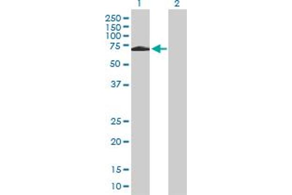 SH2D3A Antikörper  (AA 1-576)