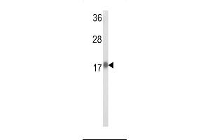 Western blot analysis of RPL31 Antibody (Center) (ABIN653485 and ABIN2842904) in Hela cell line lysates (35 μg/lane). (RPL31 Antikörper  (AA 24-51))