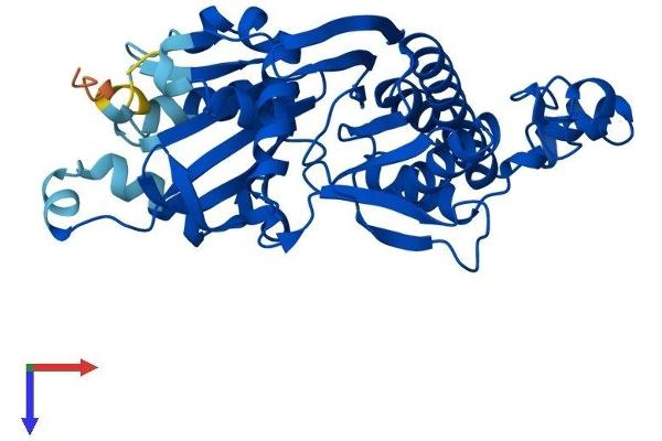 PANK3 Protein (AA 1-370) (His tag)