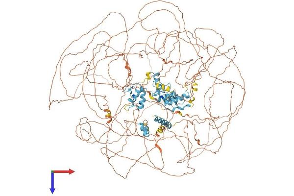 GLI3 Protein (AA 1-1580) (His tag)