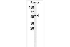 S Antibody (N-term) (ABIN658985 and ABIN2838033) western blot analysis in Ramos cell line lysates (35 μg/lane). (SERPINA9 Antikörper  (N-Term))