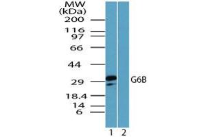 Image no. 1 for anti-Chromosome 6 Open Reading Frame 25 (C6orf25) (AA 170-220) antibody (ABIN960104) (C6orf25 Antikörper  (AA 170-220))