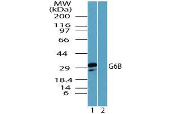 C6orf25 Antikörper  (AA 170-220)