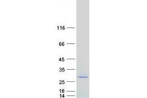 Validation with Western Blot (SRSF10 Protein (Transcript Variant 1) (Myc-DYKDDDDK Tag))