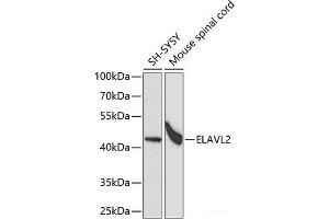 Western blot analysis of extracts of various cell lines using ELAVL2 Polyclonal Antibody at dilution of 1:1000. (ELAVL2 Antikörper)