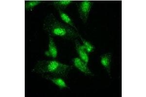 Immunofluorescenitrocellulosee of HeLa cells were stained by monoclonal anti-human GCN5L2 antibody (1:500) with Alexa 488 (Green). (KAT2A Antikörper  (AA 411-837))