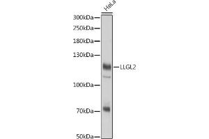 Western blot analysis of extracts of HeLa cells, using LLGL2 antibody (ABIN7268212) at 1:3000 dilution. (LLGL2 Antikörper)