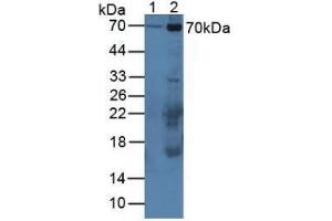 Western blot analysis of (1) Mouse Serum and (2) Mouse Placenta Tissue. (CAPNL1 Antikörper  (AA 387-694))