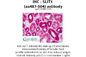 Image no. 2 for anti-Slit Homolog 1 (SLIT1) (AA 487-504) antibody (ABIN1739431) (SLIT1 Antikörper  (AA 487-504))