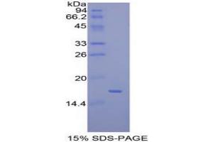 SDS-PAGE analysis of Mouse MEC Protein. (Mucosae Associated Epithelia Chemokine Protein)