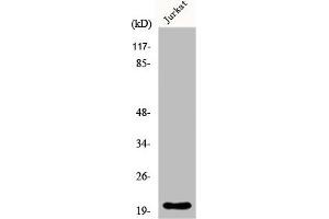 Western Blot analysis of HT29 cells using FGF-22 Polyclonal Antibody (FGF22 Antikörper  (Internal Region))