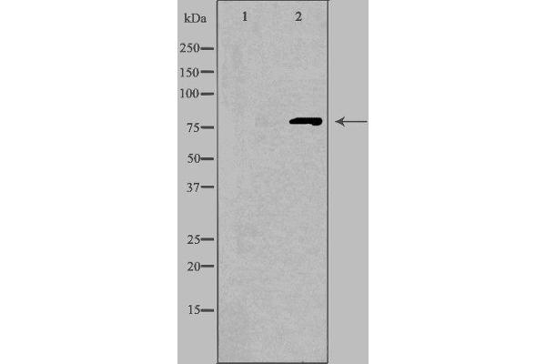 CNGA1 antibody  (Internal Region)