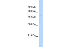 Western Blotting (WB) image for anti-PAP Associated Domain Containing 7 (PAPD7) antibody (ABIN2463208) (PAP Associated Domain Containing 7 (PAPD7) Antikörper)