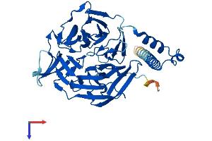 KLHDC1 Protein (AA 1-406) (His tag)