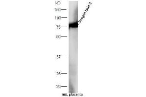 Mouse placenta lysates probed withAnti-Integrin beta 3 Polyclonal Antibody, Unconjugated  at 1:5000 90min in 37˚C (Integrin beta 3 Antikörper  (AA 27-120))