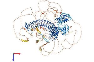 SCRIB Protein (AA 1-1630) (His tag)