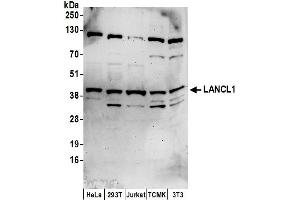 Western Blotting (WB) image for anti-LanC Lantibiotic Synthetase Component C-Like 1 (LANCL1) (AA 349-399) antibody (ABIN7452947)