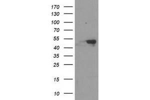 Western Blotting (WB) image for anti-Retinoblastoma Binding Protein 7 (RBBP7) antibody (ABIN1500625) (RBBP7 Antikörper)