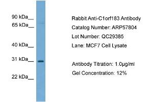 WB Suggested Anti-C1orf183  Antibody Titration: 0.