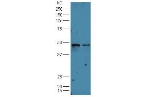 Lane 1:Huh7 cell lysate Lane 2: A549 cell lysates probed with Rabbit Anti-B7-H6 Polyclonal Antibody, Unconjugated (ABIN1713370) at 1:300 overnight at 4 °C. (B7-H6 Antikörper  (AA 51-150))
