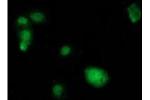 Immunofluorescence (IF) image for anti-SAM Domain and HD Domain 1 (SAMHD1) antibody (ABIN1500803) (SAMHD1 Antikörper)