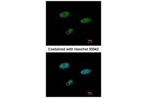 ICC/IF Image Immunofluorescence analysis of paraformaldehyde-fixed HeLa, using SAMHD1, antibody at 1:500 dilution. (SAMHD1 Antikörper  (Internal Region))