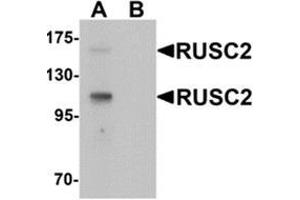 RUSC2 Antikörper  (N-Term)