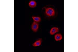 ABIN6264528 and ABIN6266732 staining Hela by IF/ICC. (PTTG1 Antikörper  (Internal Region))