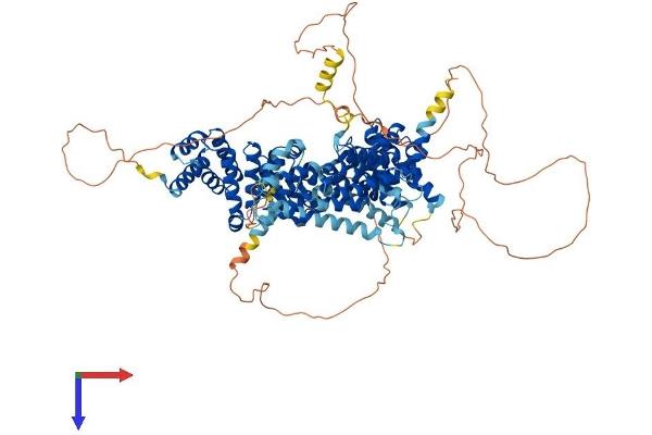 EIF4G2 Protein (AA 1-906) (His tag)
