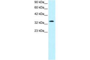 Western Blotting (WB) image for anti-PRKC, Apoptosis, WT1, Regulator (PAWR) antibody (ABIN2460550) (PAWR Antikörper)