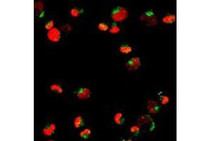 Immunofluorescent staining of NB4 cells using PML polyclonal antibody . (PML Antikörper)
