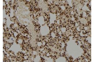 ABIN6276865 at 1/100 staining Rat lung tissue by IHC-P. (COPS5 Antikörper  (Internal Region))