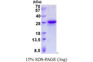 Image no. 1 for Mitochondrial Ribosomal Protein L28 (MRPL28) (AA 56-256) protein (His tag) (ABIN1098455)