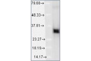Western blot analysis of HO-1 using a 1/1000 dilution of Heme oxygenase 1 / HMOX1 Antibody Cat. (HMOX1 Antikörper  (N-Term))