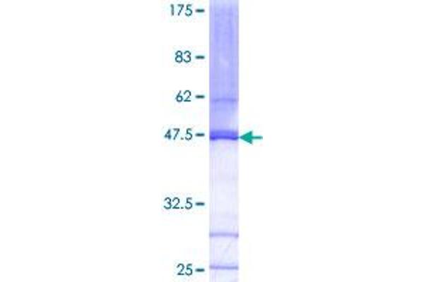 CDK2AP2 Protein (AA 1-126) (GST tag)