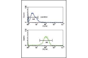 PYY Antibody (C-term) (ABIN651296 and ABIN2840175) flow cytometric analysis of MCF-7 cells (bottom histogram) compared to a negative control cell (top histogram). (Peptide YY Antikörper  (C-Term))