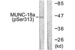 Western blot analysis of extracts from COS7 cells treated with PMA 125ng/ml 30', using MUNC-18a (Phospho-Ser313) Antibody. (STXBP1 Antikörper  (pSer313))