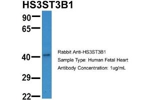 Host:  Rabbit  Target Name:  HS3ST3B1  Sample Type:  Human Fetal Heart  Antibody Dilution:  1. (HS3ST3B1 Antikörper  (N-Term))