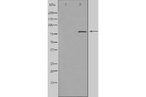 Western blot analysis of extracts from COS cells, using ZC11A antibody. (ZC3H11A Antikörper  (C-Term))