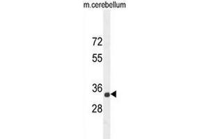 CADM1 Antibody (N-term) western blot analysis in mouse cerebellum tissue lysates (35µg/lane). (CADM1 Antikörper  (N-Term))