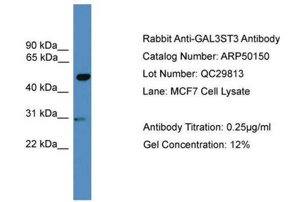 GAL3ST3 Antikörper  (Middle Region)