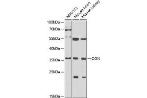 Western blot analysis of extracts of various cell lines, using OGN antibody (ABIN6131952, ABIN6145008, ABIN6145009 and ABIN6222384) at 1:1000 dilution. (OGN Antikörper  (AA 20-298))