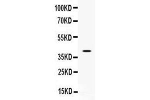 Western blot analysis of CD48 expression in CEM whole cell lysates ( Lane 1). (CD48 Antikörper  (AA 51-146))