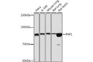 Western blot analysis of extracts of various cell lines, using P Rabbit mAb (ABIN7269152) at 1:1000 dilution. (PAF1/PD2 Antikörper)