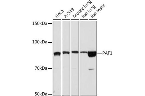 PAF1/PD2 抗体