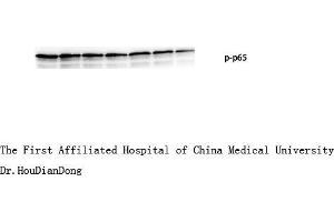 Western Blot (WB) analysis: Please contact us for more details.
