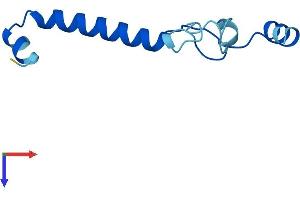 NMES1 Protein (AA 1-83) (Fc Tag)