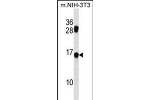 MDS1 Antibody (Center) (ABIN1538639 and ABIN2850509) western blot analysis in mouse NIH-3T3 cell line lysates (35 μg/lane). (MECOM Antikörper  (AA 81-109))